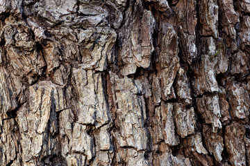 The texture of the tree bark of beech and oak in autumn Park on a cloudy day.
