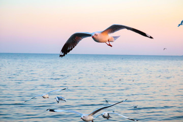 seagulls flying at  the bangpoo and twilight sky