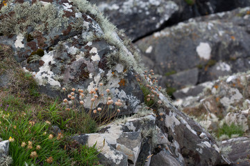 Fields of Connemara, Ireland