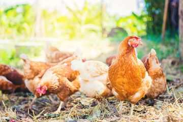 Chickens grazing on field in farm