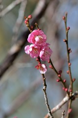 Blooming double-flowered pink plum blossoms in Hsinchu, Taiwan.