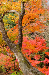 The scenery of autumn leaves in Kyoto,Japan.