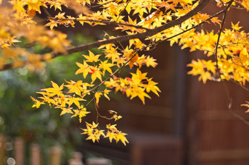 The scenery of autumn leaves in Kyoto,Japan.
