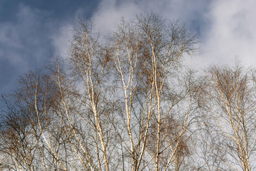 Trunks of thin white birches against the winter sky