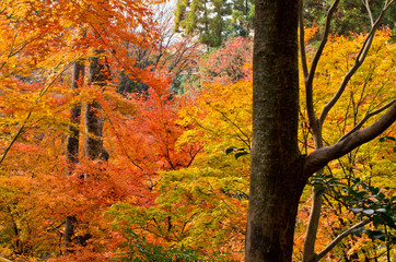 The scenery of autumn leaves in Kyoto,Japan.