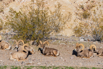 Many big horn sheep at Hemenway Park