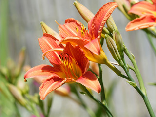 (Hemerocallis fulva) Gelbrote Taglilie oder Braunrote Taglilie