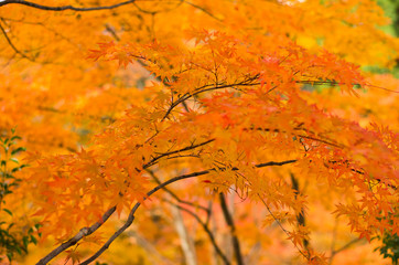 The scenery of autumn leaves in Kyoto,Japan.