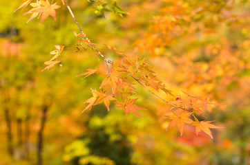 The scenery of autumn leaves in Kyoto,Japan.