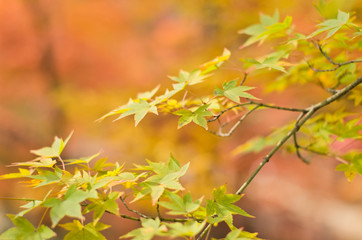 Naklejka na ściany i meble The scenery of autumn leaves in Kyoto,Japan.