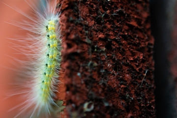 pictures of nature and chicago