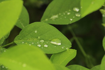 Close up shot of water drops on the single or lot of green leafs on the garden, rain drops on the single or lot of green leafs in the garden