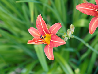 Fototapeta premium (Hemerocallis fulva) Gelbrote Taglilie oder Braunrote Taglilie