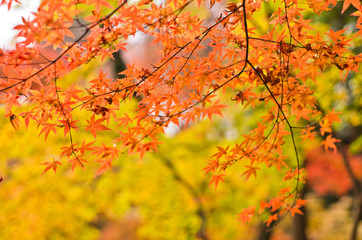 The scenery of autumn leaves in Kyoto,Japan.