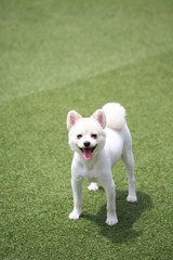 Happy puppies in a private playground