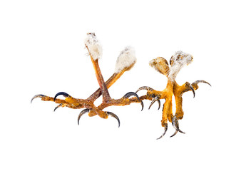 talons of the eagle isolated on a white background