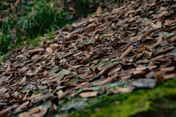 風景　日本　早朝