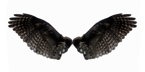 eagle wings on a white background