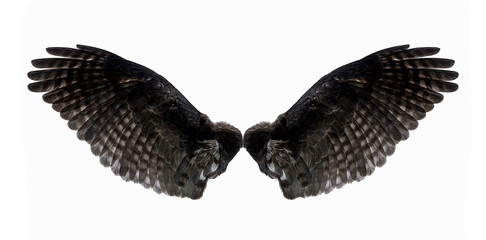 eagle wings on a white background