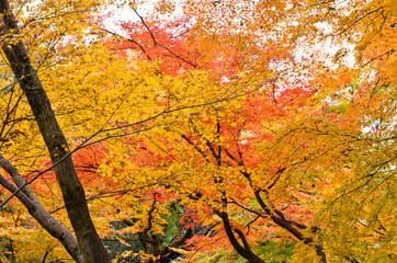 The scenery of autumn leaves in Kyoto,Japan.