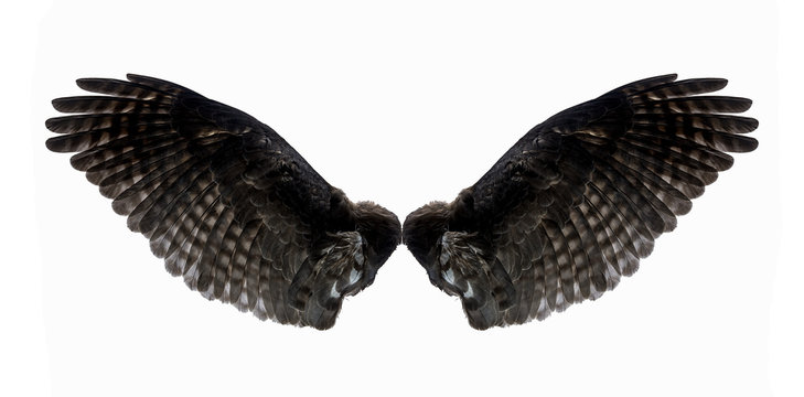 eagle wings on a white background