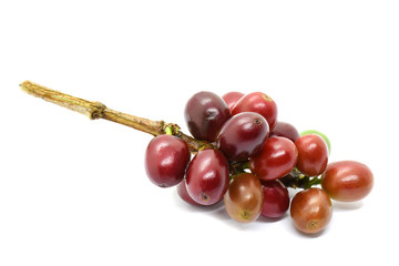 Coffee berries red green on branch and leaves, White background.
