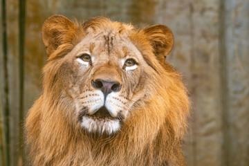 Obraz na płótnie Canvas Lion in the zoo of ChonBuri Thailand