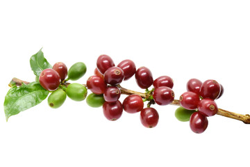 Coffee berries red green on branch and leaves, White background.