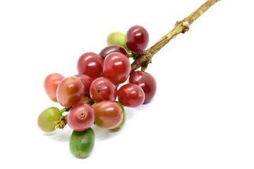 Coffee berries red green on branch and leaves, White background.