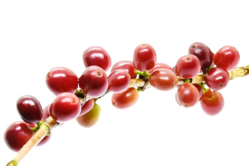 Coffee berry on branch on white background.