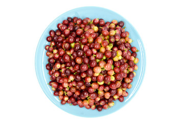 Coffee berry on branch on white background.