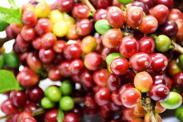 Coffee berries on branch top view.
