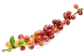 Coffee berry on branch on white background.