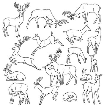 Wild deer males and females with babies jump, sleep and in other poses. Herd vector set outline black white sketch illustration.