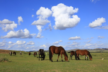 Fototapeta na wymiar The horses are on the grassland