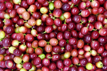 Coffee berries on branch top view.