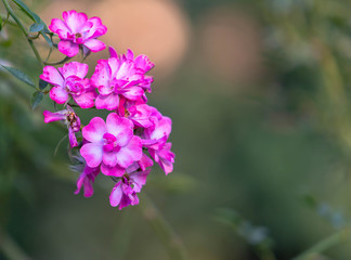 Beautiful pink rose in a garden, Coral rose flower in roses garden.