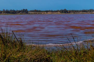 View of Lac Rose or Lake Retba in Senegal. Pink lake showing natural beauty and rich color on a sunny day. View of lake coastline and palm trees in the background.