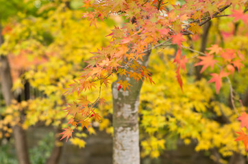 The scenery of autumn leaves in Kyoto,Japan.