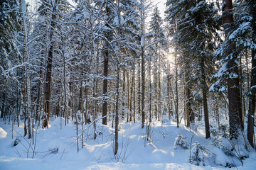Winter forest and snow covered trees in it in a sunny day