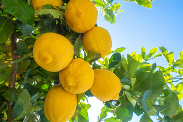 Lemons on a tree. Citrus plants. Citruses. Lemons against the blue sky. Rich harvest. Fruits. The lemon tree bears fruit. The fruit of tree.