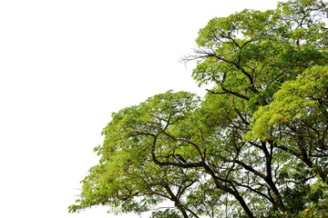 Big green tree isolated on white