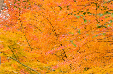 The scenery of autumn leaves in Kyoto,Japan.