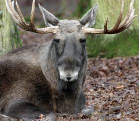 lying moose looking at the camera 