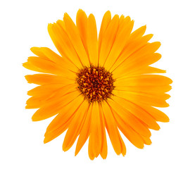 Flower of calendula isolated on a white background. Marigold. - obrazy, fototapety, plakaty
