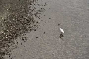 An egret on the shore.