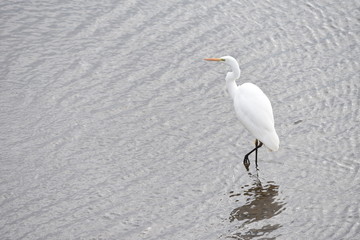 An egret on the shore.