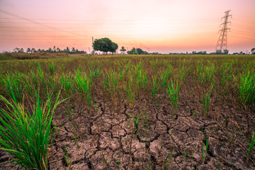 Blurred twilight evening background on rice paddies, with high voltage electricity towers passing...
