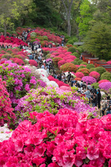 Japanese people enjoying azalea flowers in full bloom　満開のツツジを見る人々 
