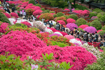 Azalea Festival at Nezu Shrine in Tokyo, Japan　色とりどりのツツジが咲く日本庭園